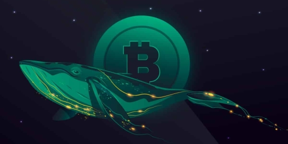 Glassnode Uyardı: Bitcoin Balinalarının Sayısı Artıyor!