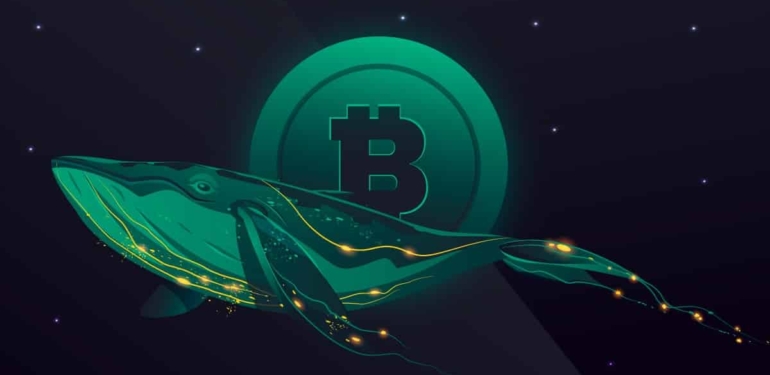 Glassnode Uyardı: Bitcoin Balinalarının Sayısı Artıyor!