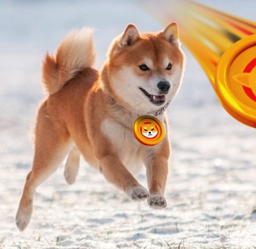 shiba