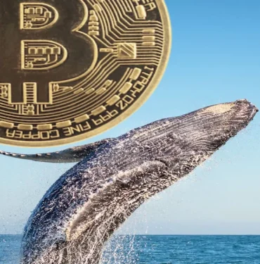 btc-balina