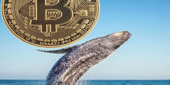 6 Yıl Boyunca Uykuda Kalmış Üç Bitcoin Balinası Birden Uyanarak 6.500 BTC Taşıdı!