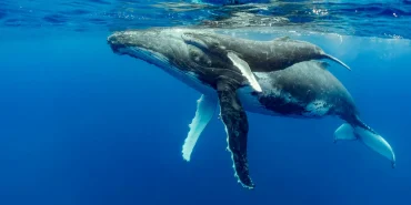 whale