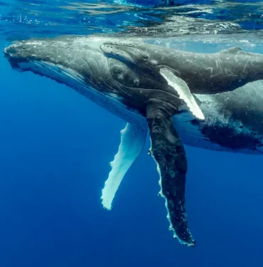 whale